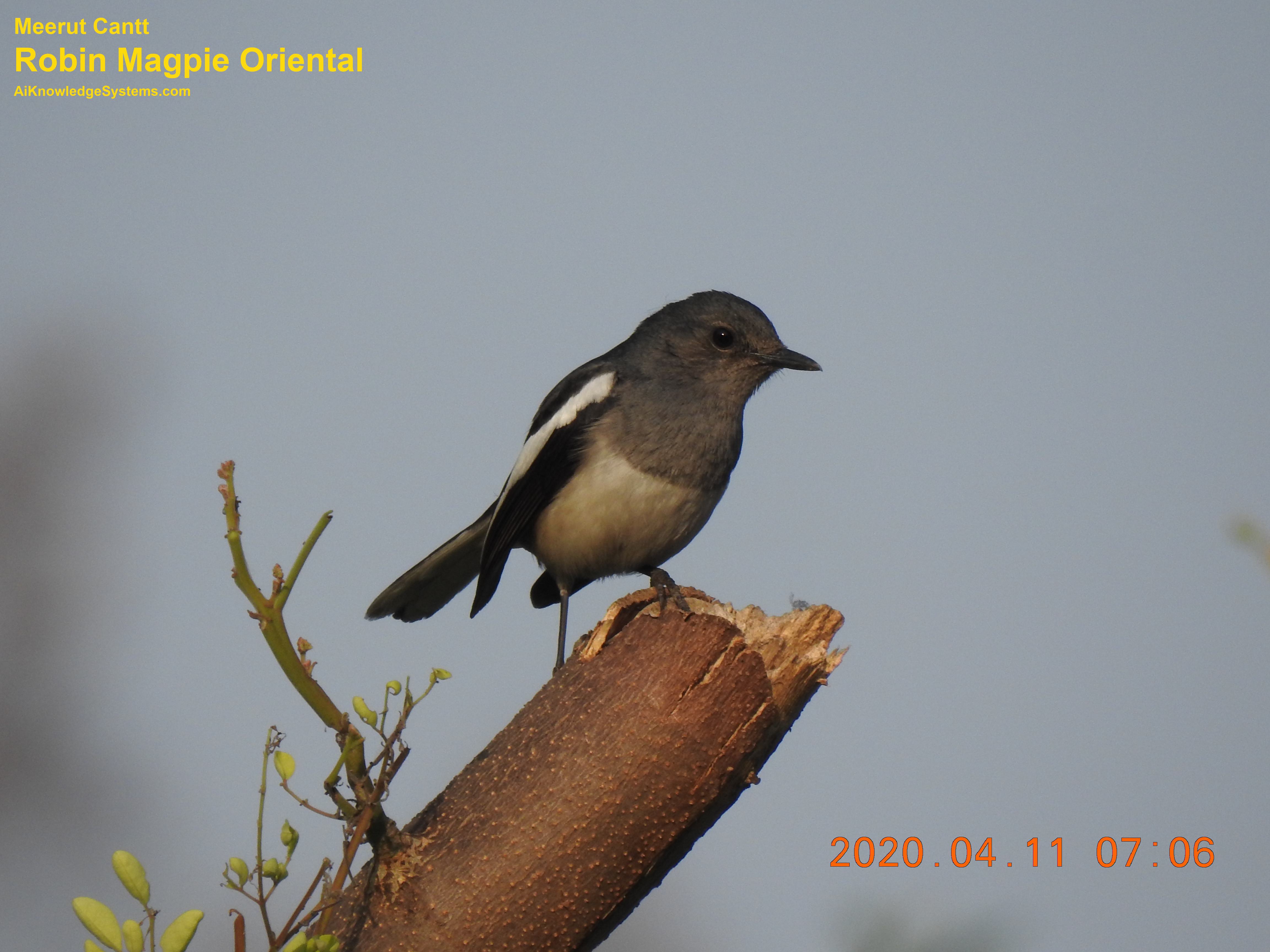 Magpie Robin (64) Coming Soon